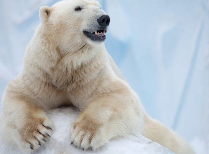 Wallpaper Polar Bear, Antarctica, bear, Animals 6125216022